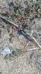 Euphorbia berteroana