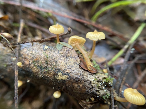 Galerina sulciceps observed 2023-10-30