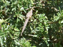 Colius striatus minor