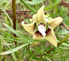 Araujia megapotamica