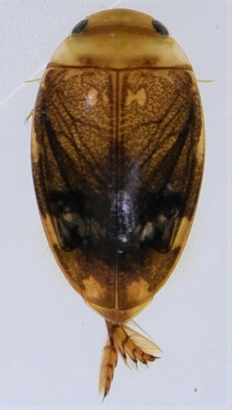 Laccophilus pellucidus