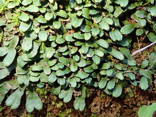 Targionia hypophylla