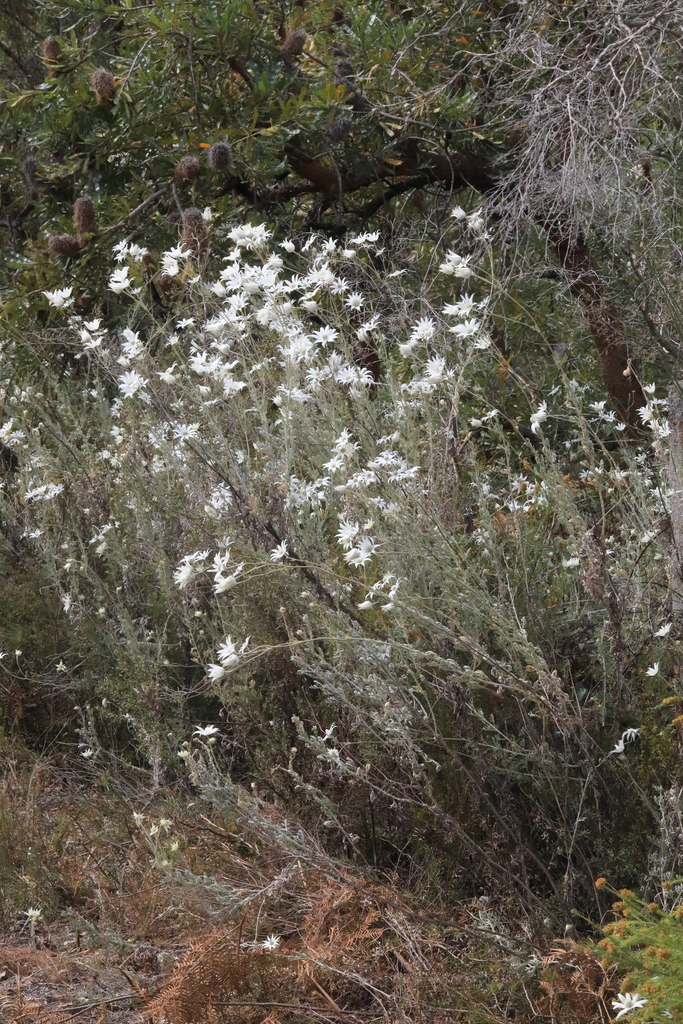 Flannel Flower from Fingal Bay NSW 2315, Australia on October 4, 2023 ...