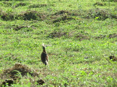 Callipepla douglasii