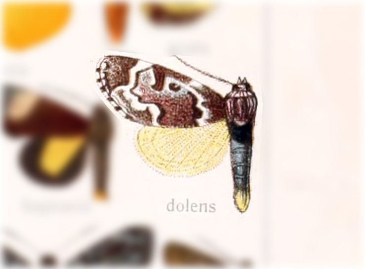 Clemira dolens