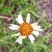 Helenium uniflorum - Photo (c) Santiago Mailhos, some rights reserved (CC BY-NC), uploaded by Santiago Mailhos