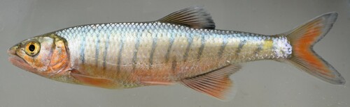 Sanjika (Opsaridium microcephalum) — Cyprinidae