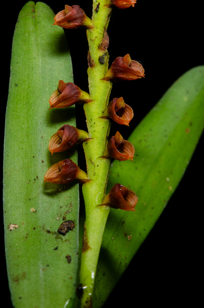 Bulbophyllum oreonastes