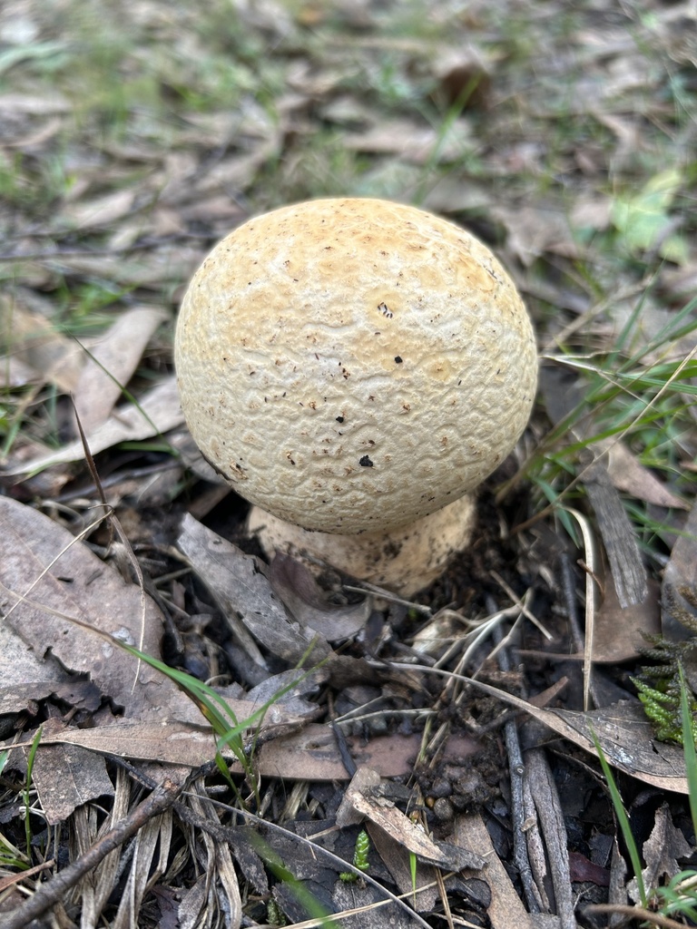 amanita mushrooms from Dandenong Ranges National Park, Olinda, VIC, AU ...