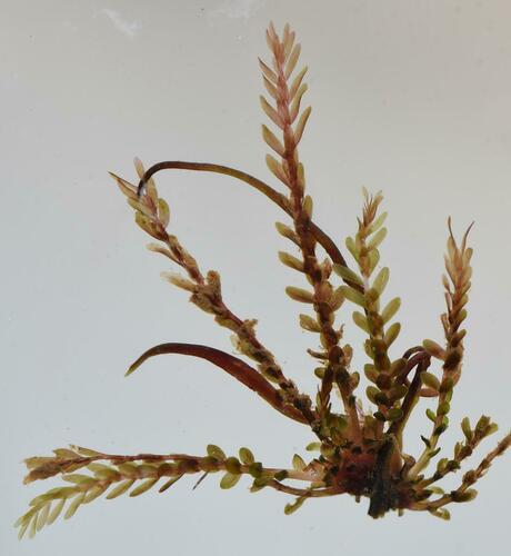 Tristicha trifaria, 2023-08-01