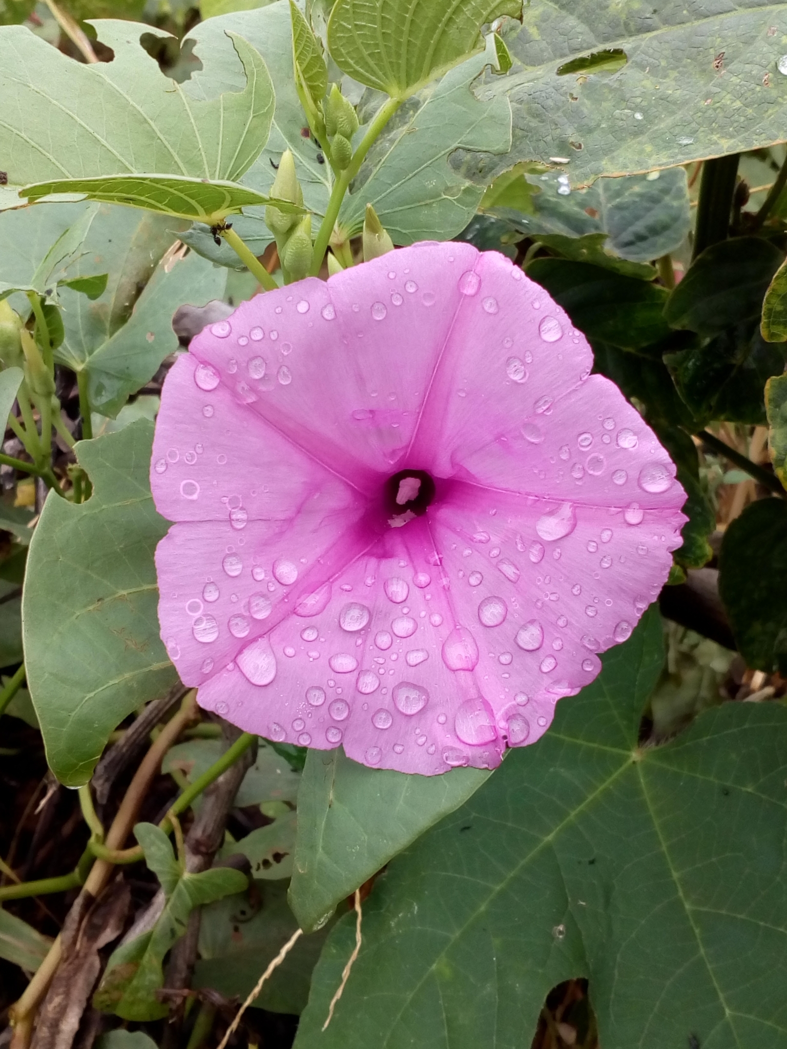 Ipomoea asarifolia