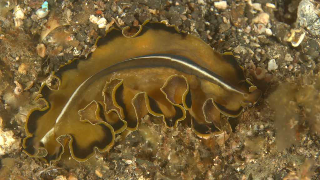 Flowers' Flatworm