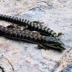 Elgaria multicarinata