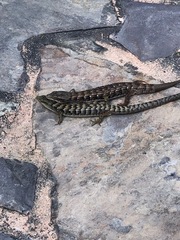 Elgaria multicarinata