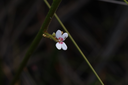 Thick-leaved Triggerplant (Stylidium crassifolium)