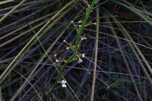 Image of Stylidium crassifolium by (c) Greg Tasney, some rights reserved (CC BY-SA)