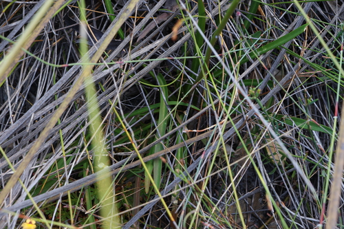 Image of Stylidium crassifolium by (c) Greg Tasney, some rights reserved (CC BY-SA)