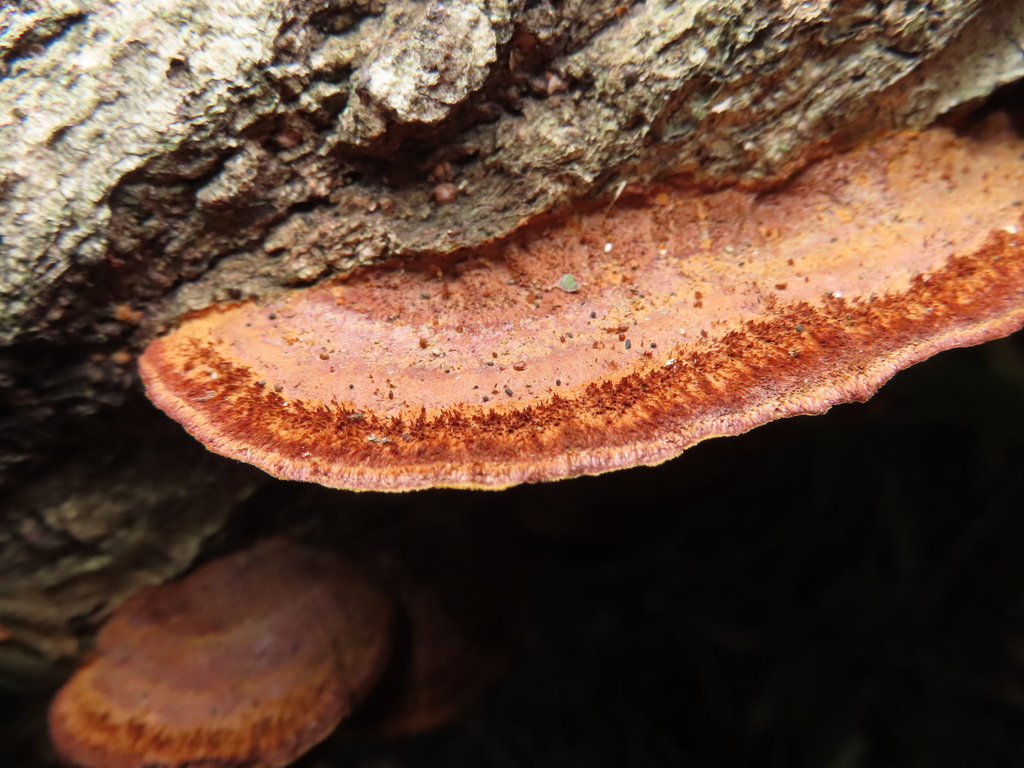 Fuscoporia gilva · October 2022 · photo: © timur_kalininsky (iNaturalist, cc-by)