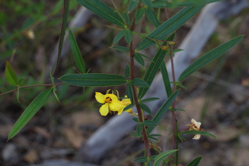 Image of Labichea lanceolata by (c) Greg Tasney, some rights reserved (CC BY-SA)