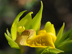 Orthochilus litoralis