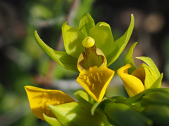 Orthochilus litoralis