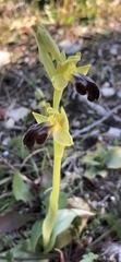 Ophrys fusca