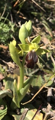 Ophrys fusca