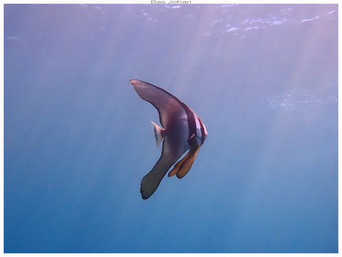 Longfin Batfish