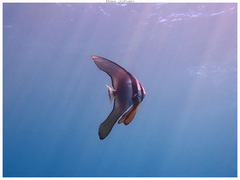 Longfin Batfish