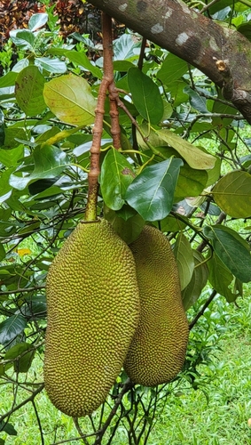 Artocarpus heterophyllus