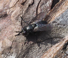 Periscepsia carbonaria