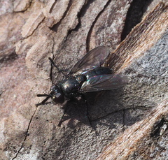 Periscepsia carbonaria