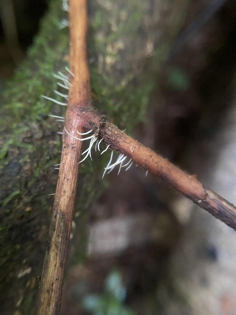 Pterulicium sp. 'HI01'