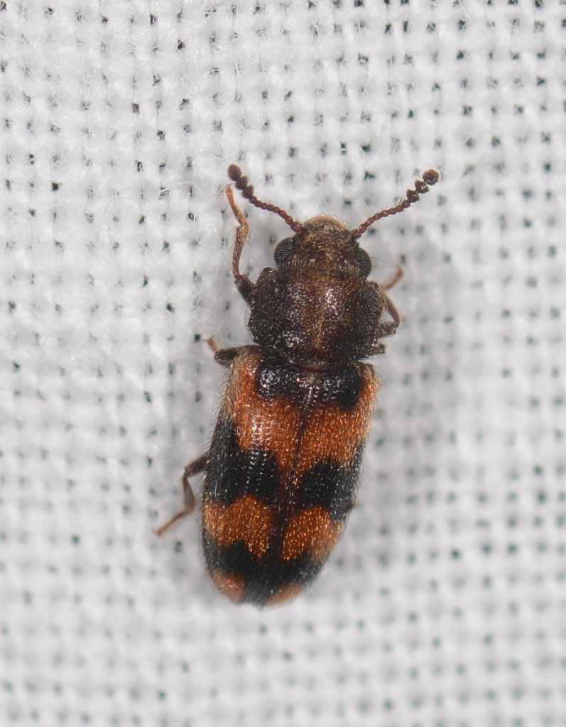 Thallis erichsoni