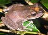 Fiji Tree Frog - Photo (c) Tamara.osborne, some rights reserved (CC BY-SA)