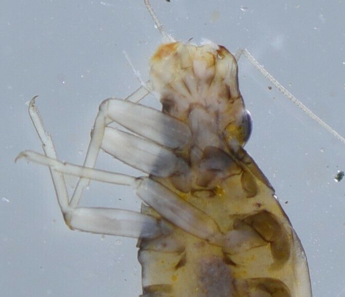 Pseudocloeon vinosum