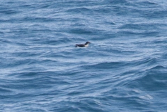 Pelecanoides urinatrix