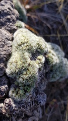 Pimelea sericeovillosa pulvinaris