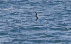 Pterodroma cookii