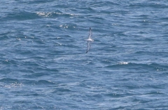 Pterodroma cookii
