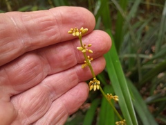 Dianella atraxis