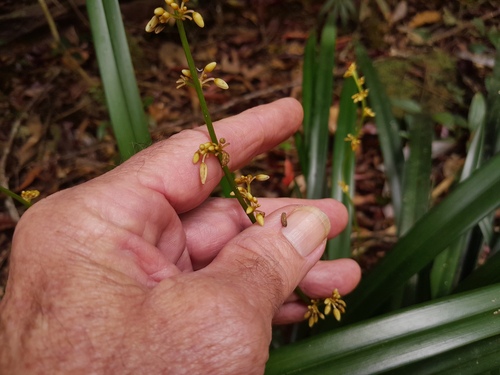 Dianella atraxis, photograph 1