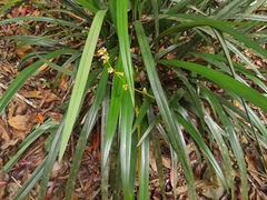 Dianella atraxis, photograph (c) Steve Fitzgerald, some rights reserved (CC BY-SA)