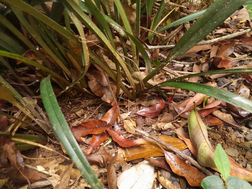 Dianella atraxis, photograph 2