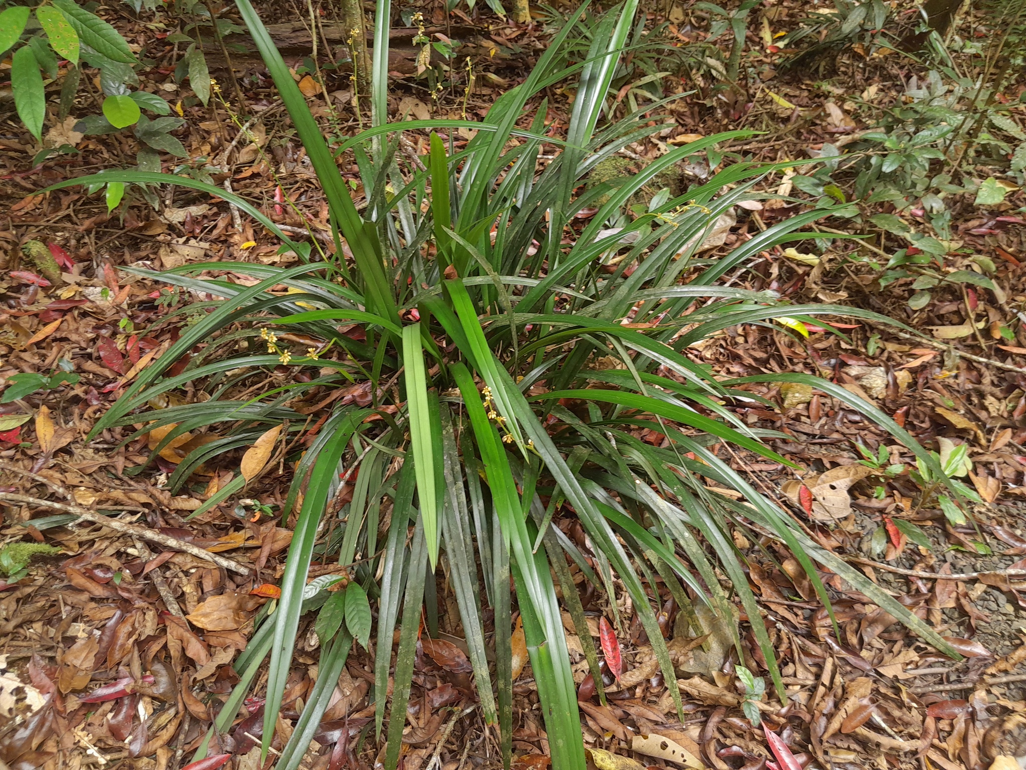 Dianella atraxis