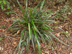 Dianella atraxis, photograph (c) Steve Fitzgerald, some rights reserved (CC BY-SA)