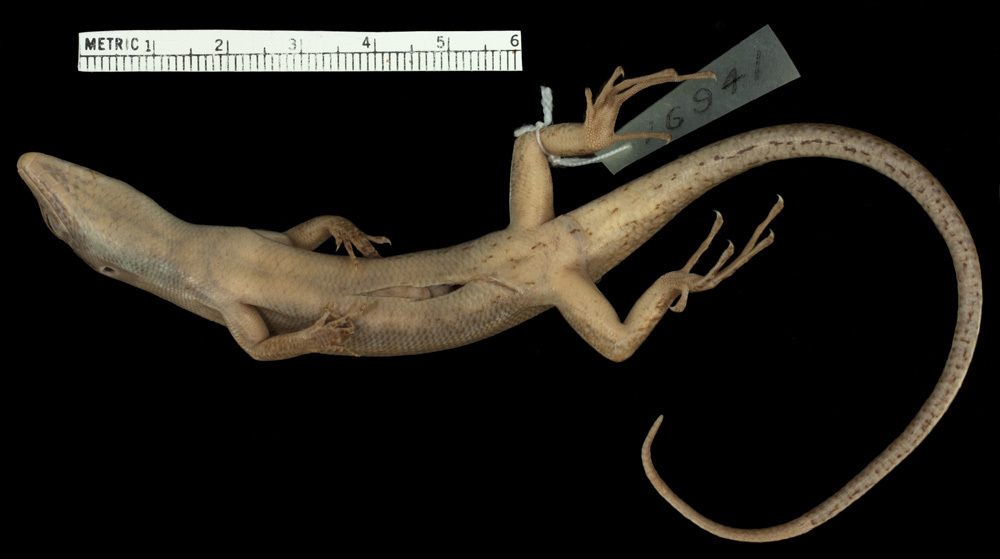 Gibbons' Emo Skink