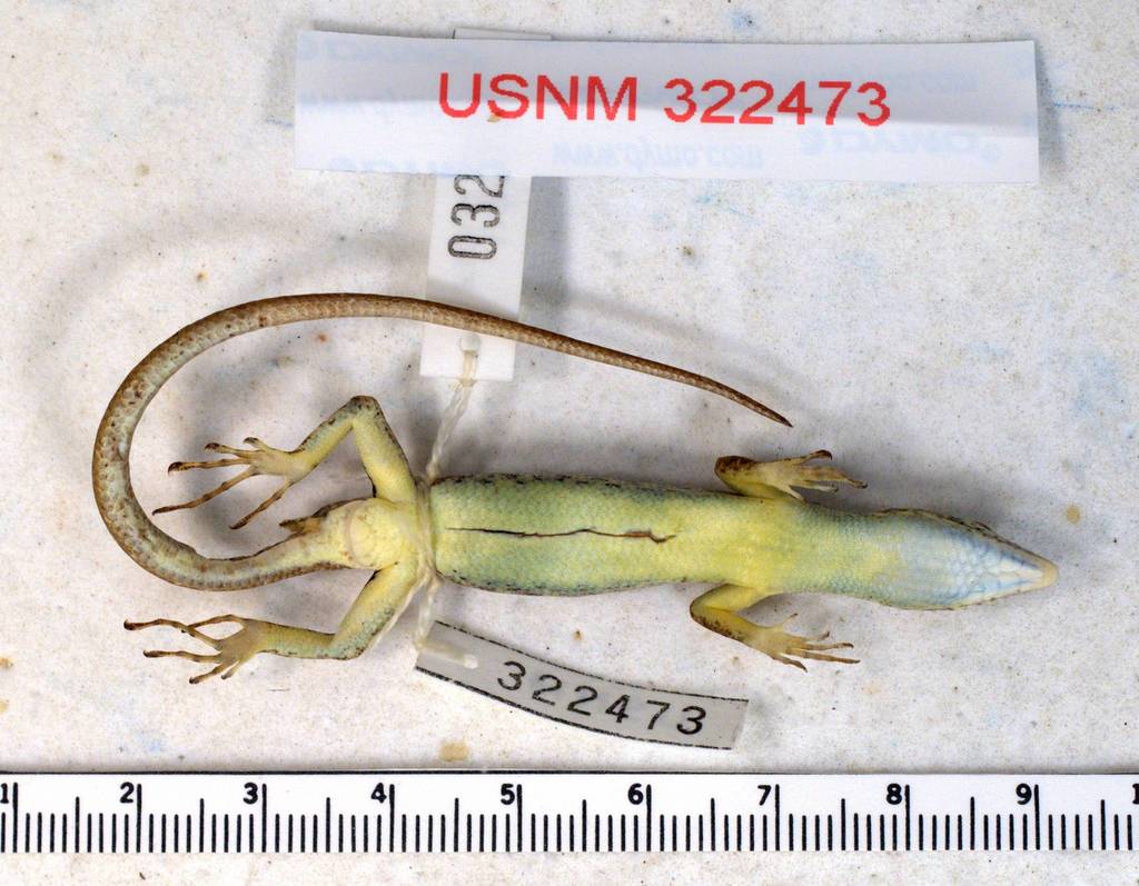 Vanualevu Slender Treeskink