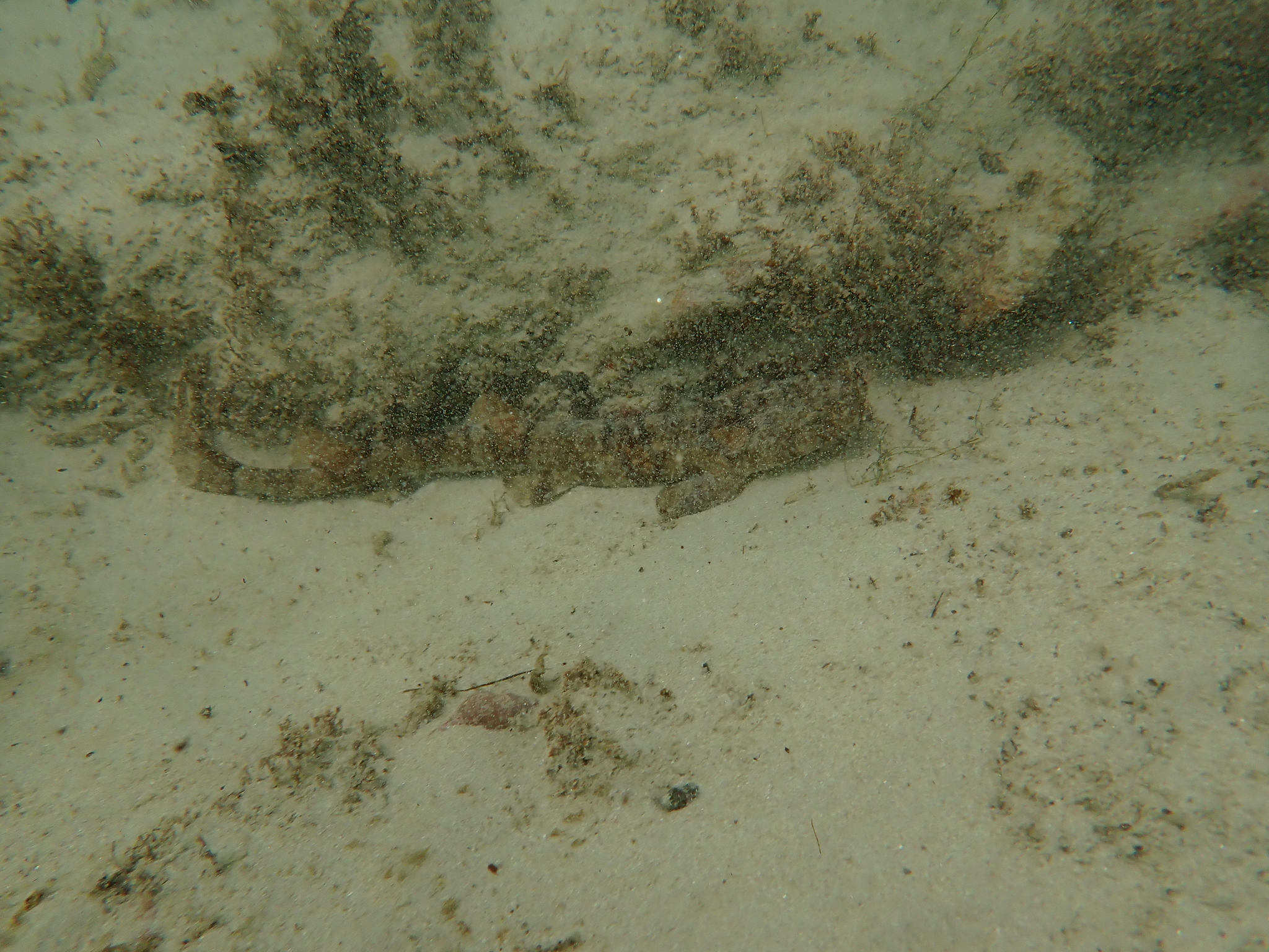 alitán viperino, dog fish, pofadderschaamhaai, pofadder-skaamoog, puff-adder shy shark, puffadder shyshark, rästik-ujehai, roussette vipérine, skaamoog, slangerødhaj, žralok stydlivý, غرَّاء مُحتشِِمة حفِث أُفْعُوى, 埃氏宽斑鲨, 埃氏宽瓣鲨, 埃氏寬瓣鯊