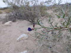 Psorothamnus arborescens simplicifolius